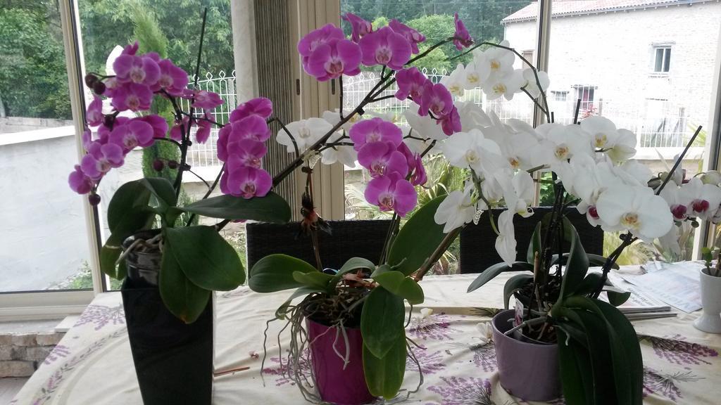Les Orchidees Chambre Hotes Futuroscope Chasseneuil Poitiers Jaunay-Clan ภายนอก รูปภาพ